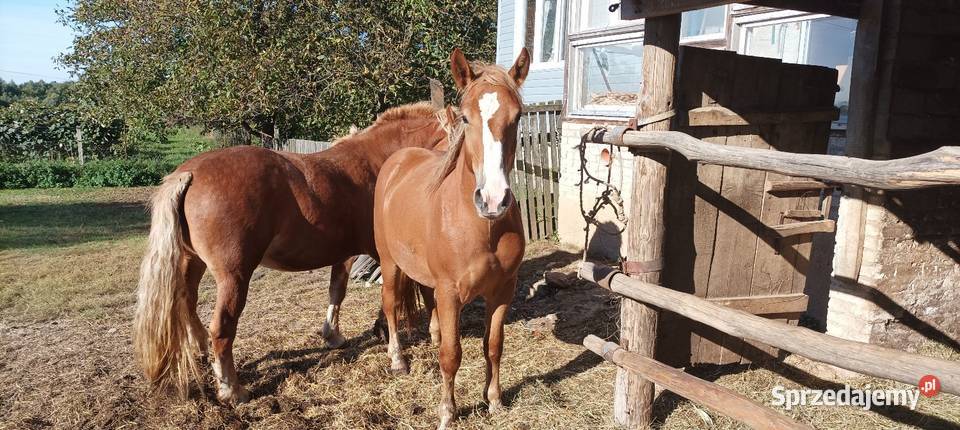 Clacz źrebię zimnokrwiste Węgliska