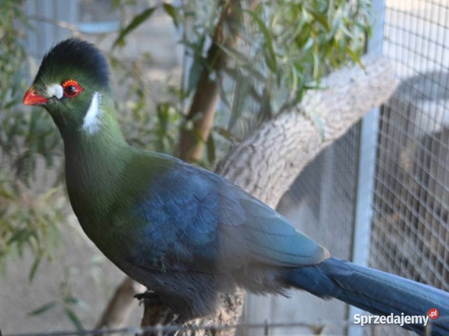 Turaco Białouche Para Turaco Leucotis