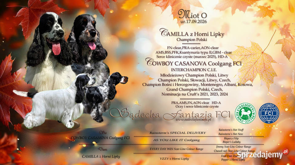 Cocker Spaniel Angielskipiesek niebiesko srebrny małopolskie Nowy Sącz sprzedam