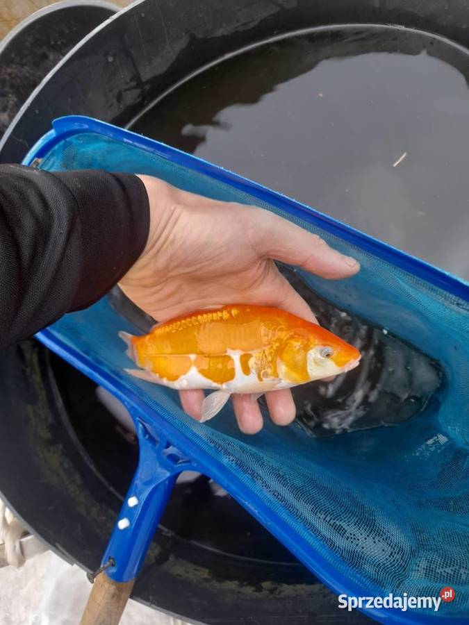 Rybki ozdobne karp koi Jesiotry albinos siewruga Konin