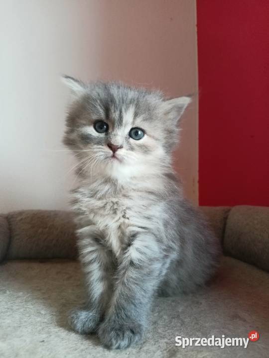Śliczna Niebieska Kotka Syberyjska PZFWCF Xanti Sochaczew