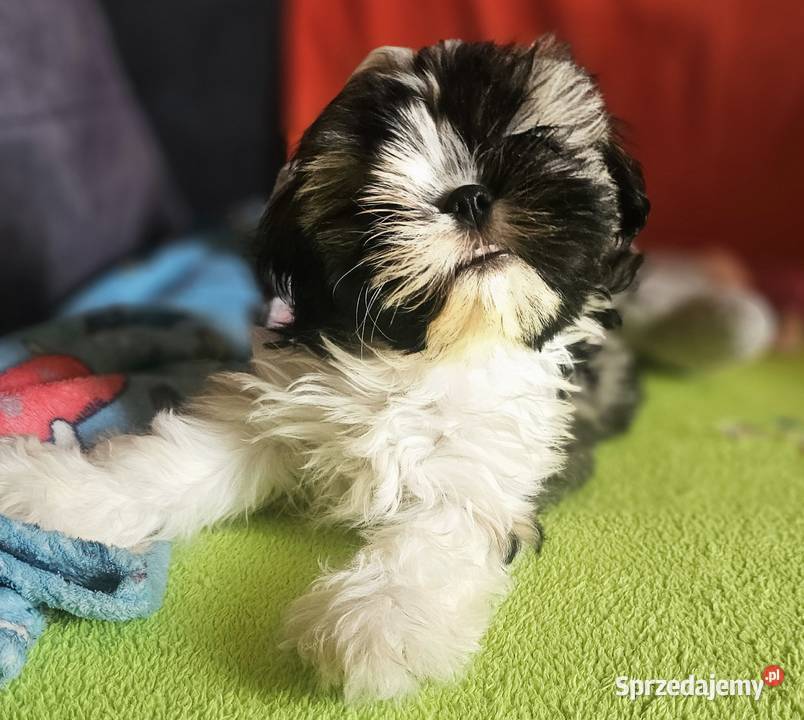 Shih Tzu chłopcy Częstochowa