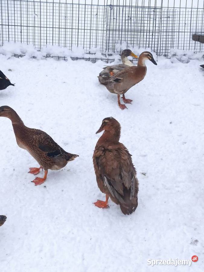 Kaczki biegusy biegusy indyjskie Krasnystaw