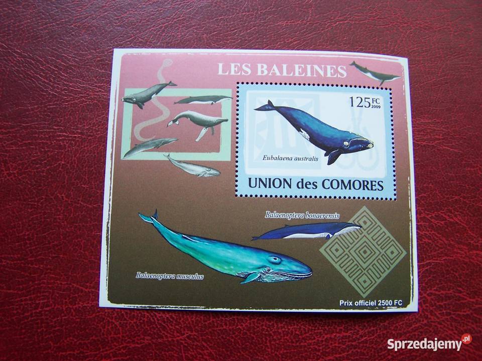 Komory 2009 MNH Fauna Wieloryb Tychy