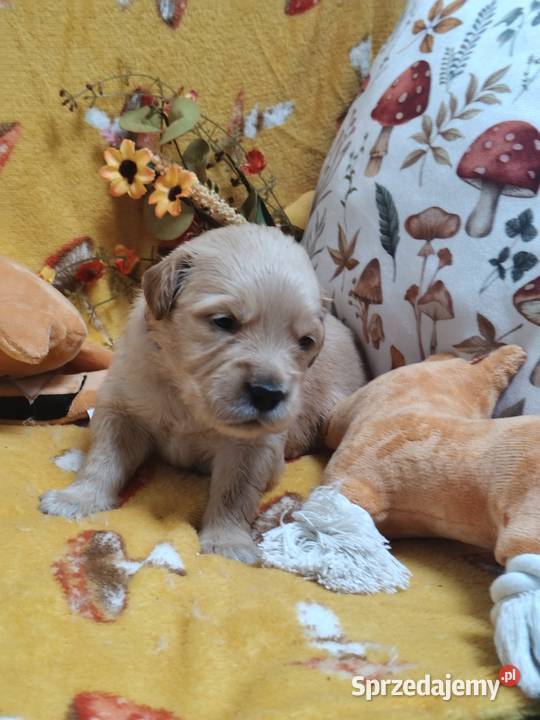 Golden Retriever pieski i suczki złote Tułowice