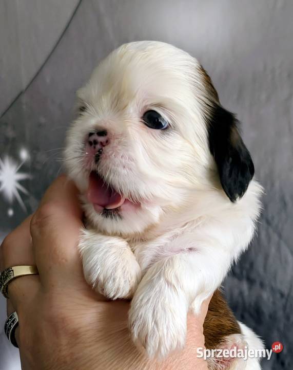Szczenięta shih tzu z genem blue