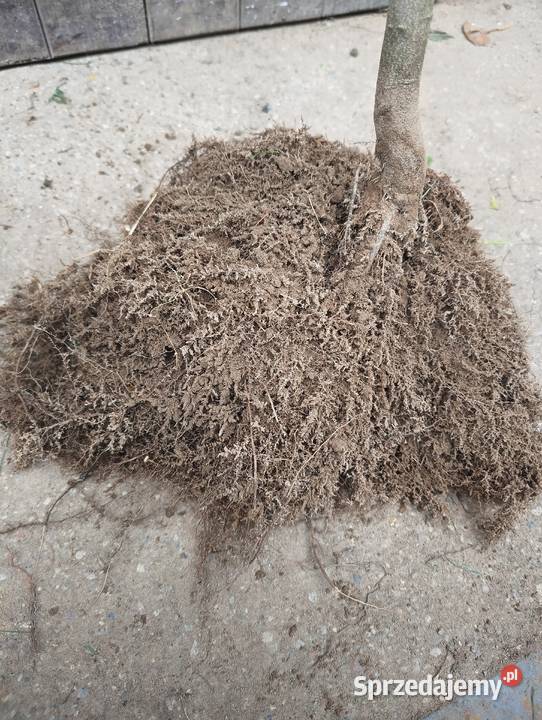 Sadzonki Graba 180 220 Szkółkowane Szczecinek sprzedam