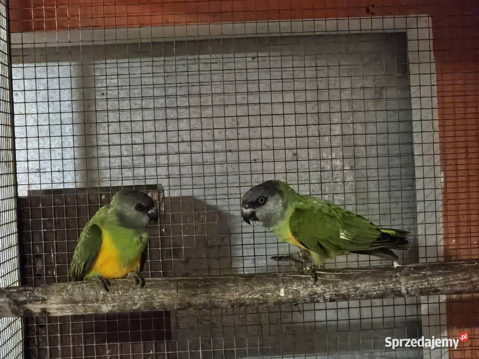 Afrykanka senegalska para Bydgoszcz sprzedam