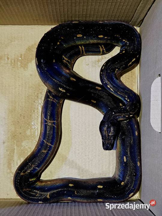 Boa dusiciel odmiana IMG wielkopolskie Poznań