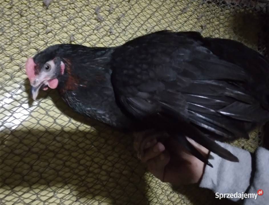 Kury nioski rosa dominant leghorn Nowa Karczma