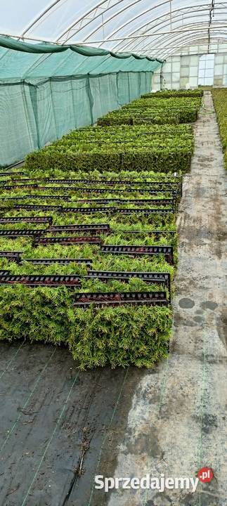 Sadzonki tuja szmaragdy dolnośląskie Śliwice