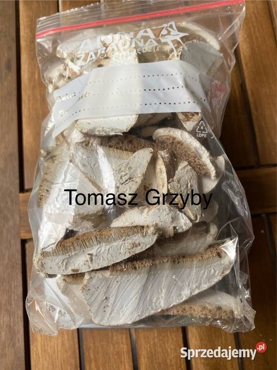 Białoporek brzozowy Fomitopsis betulina Zielonka
