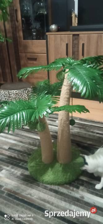 Drapak kota palma tropikalna kokosowa piękny Białystok sprzedam
