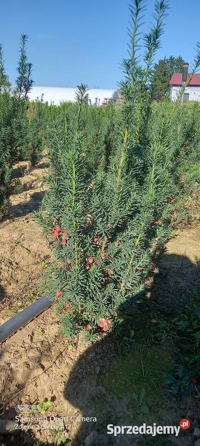 Cis hicksii I hilli 9060 28 2000 sztuk