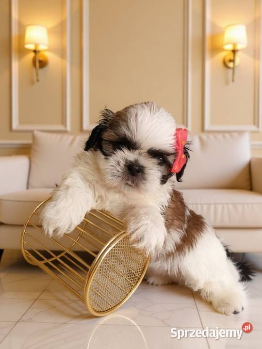 GOTOWA DO ODBIORU piękna suczka rasy ShihTzu Kępno