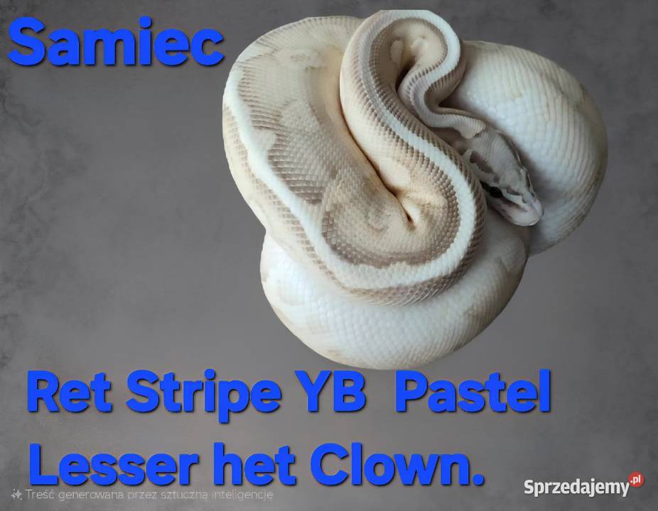 Pytony królewski Puławy sprzedam