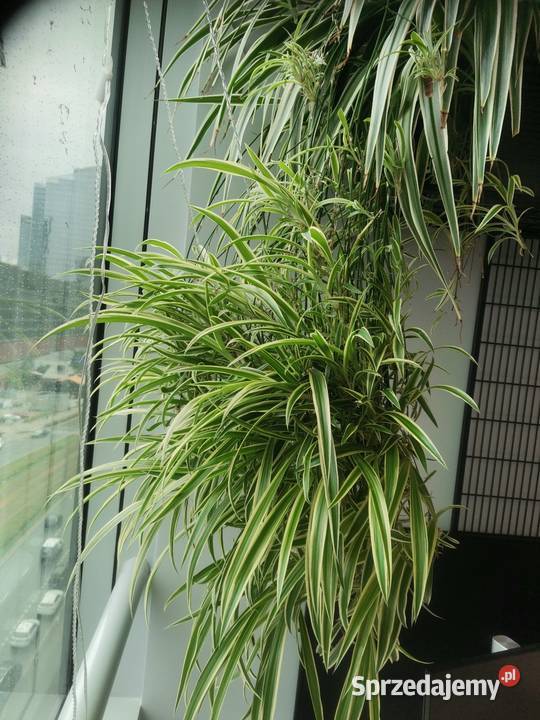 Ogrodnik domowybiurowy Pogotowie roślinne Warszawa