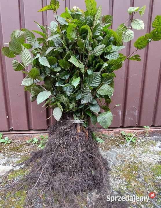 Grab Pospolity Carpinus betulus sadzonki na Kielce