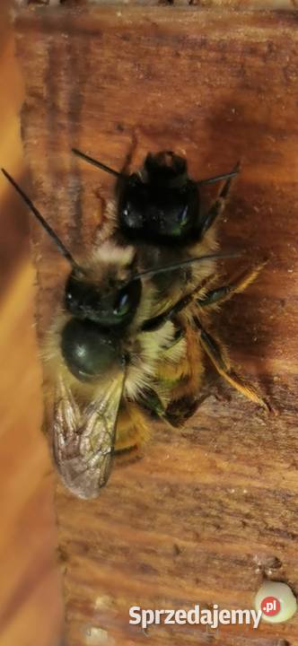 Pszczoły murarki 400 Pszczelarstwo Gliwice