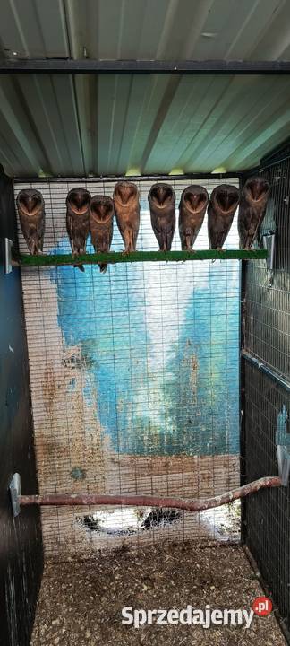 Sowy Sowa Płomykówka Jastrzębie-Zdrój