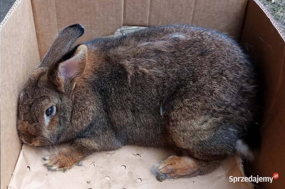 Królik dorosła samica