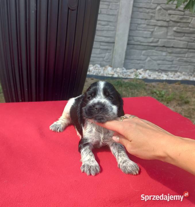 Cocker Spaniel Angielski Suczka Jutrosin