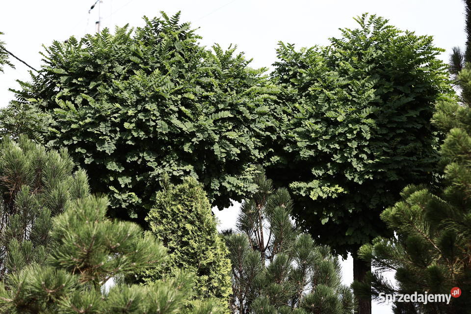 Drzewo Akacja Robinia akacjowa 350 w donicy 500L Liściaste łódzkie Skierniewice