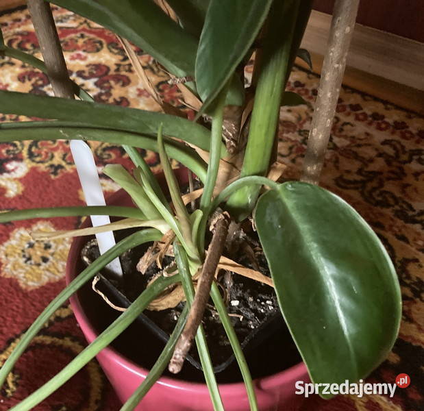 Piękny Philodendron Filodendron Congo Apple duży Kraków