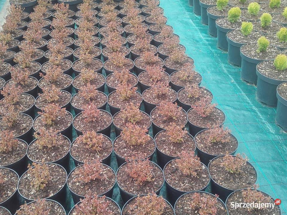 Tuje kuliste berberysy jalowce plozace małopolskie Tarnów