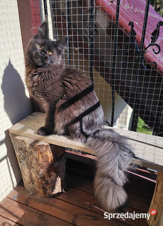 Czekoladowy Maine Coon FPL Maine Coon Gdańsk