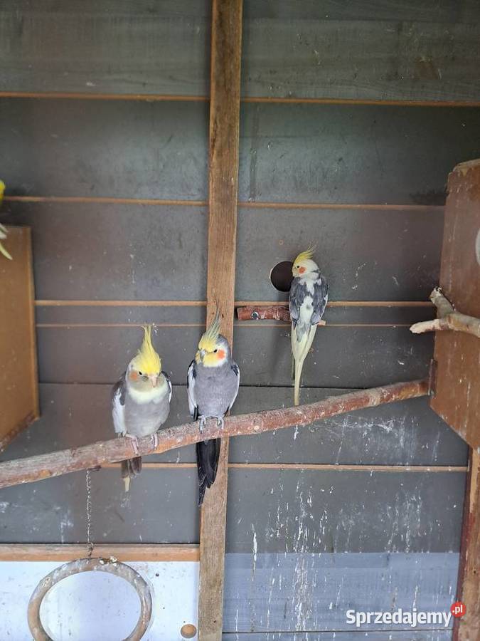 Papugi Nimfy Ptaki kujawsko-pomorskie Ługowiska sprzedam