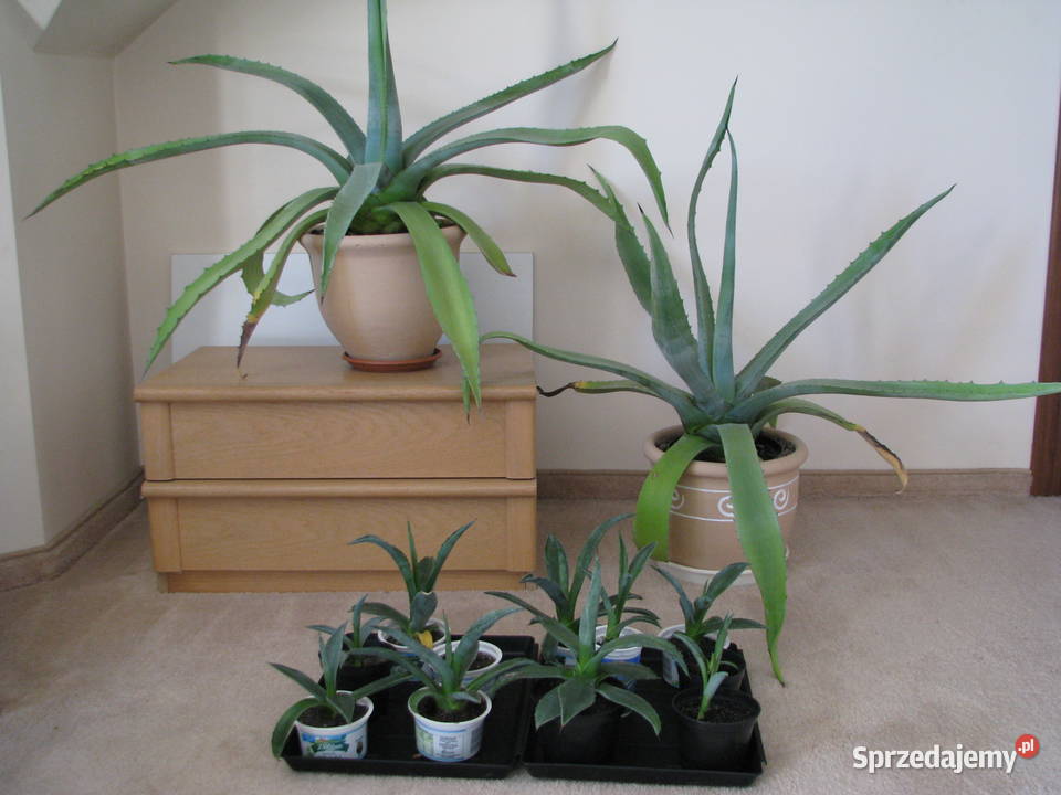 Agawa zdrowe ukorzenione sadzonki do ogrodu Rośliny małopolskie Brzegi