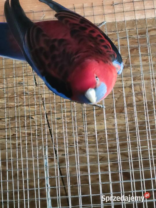 Sprzedam samca rozelli królewskiej z 2024 roku 4 podkarpackie Lipa