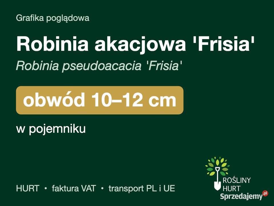Robinia akacjowa Frisia obwód 1012 w pojemniku sprzedam