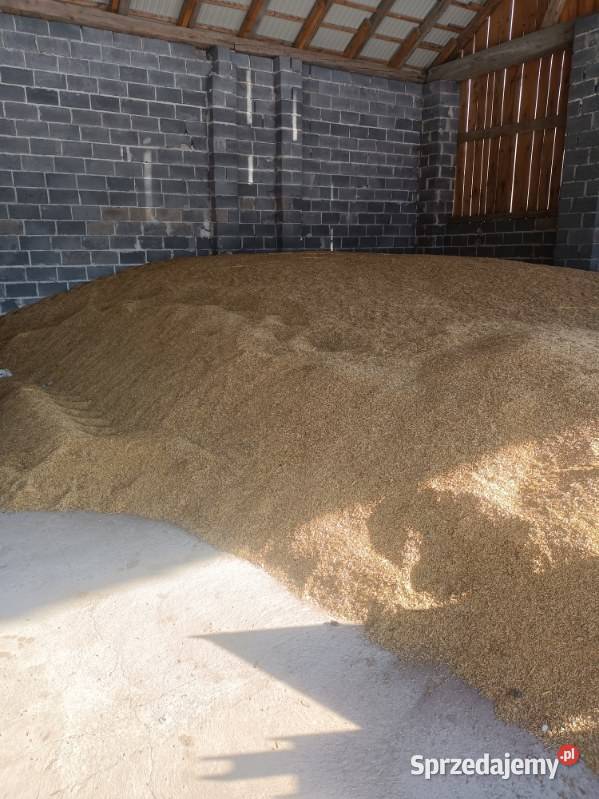 Owies małopolskie Miechów sprzedam