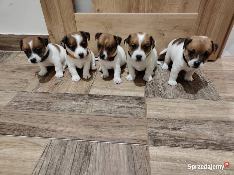 Jack Russell Terrier suczka Pabianice sprzedam