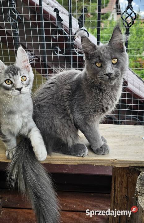 duży niebieski kocurek Maine Coon FPL Maine Coon Gdańsk