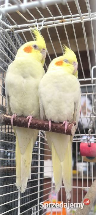 Młode papużki Nimfy Lutino Kwaczała sprzedam