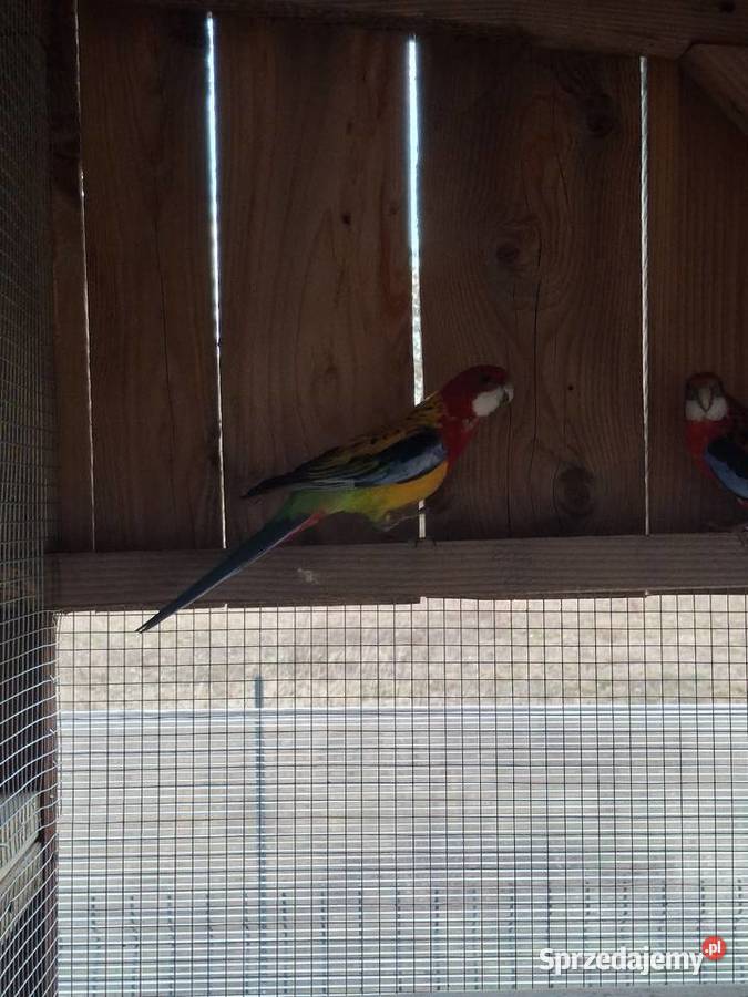 Rozella Gold Brzesko