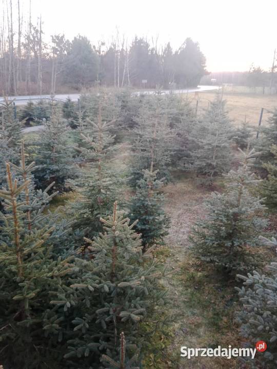 Choinki Świerk Srebrny Zwykły Duży Wybór Cięte Pozostałe Chełm