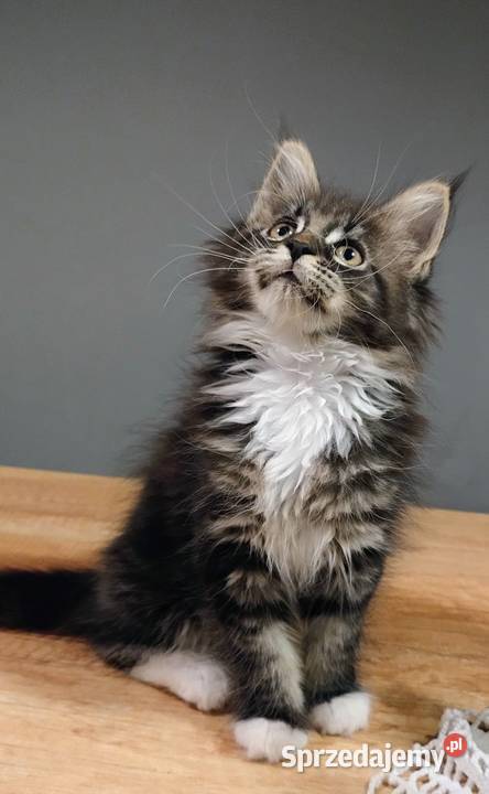 Diuna czarna dziewczyna w białych skarpetach Maine Coon Dolsk