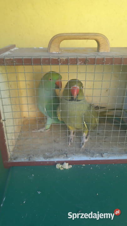 Aleksandretta obrożna para Kosina