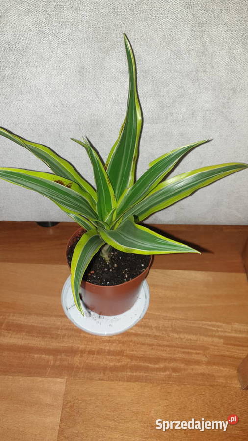 Dracena wonna dracaena fragrans Lemon Lime