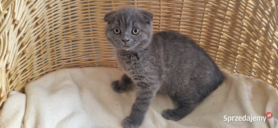 Kocurek Szkocki niebieski zwisłouchy Katowice