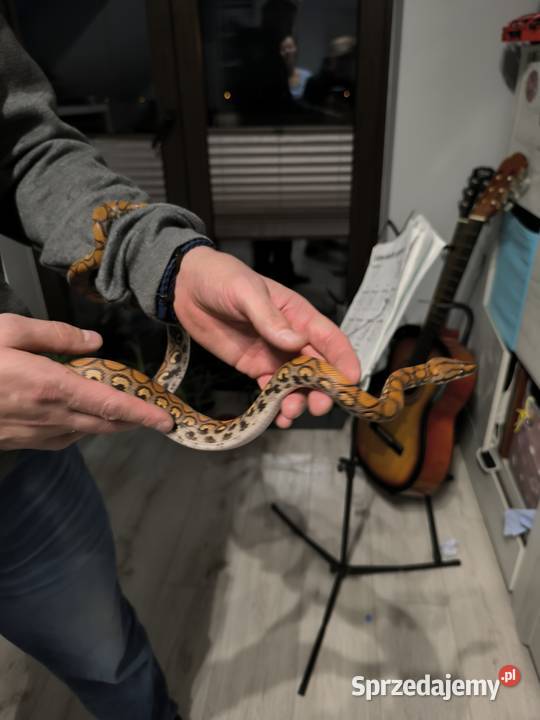 Wąż Boa Tęczowy Brazylijski 3latek Dąbrowa Górnicza