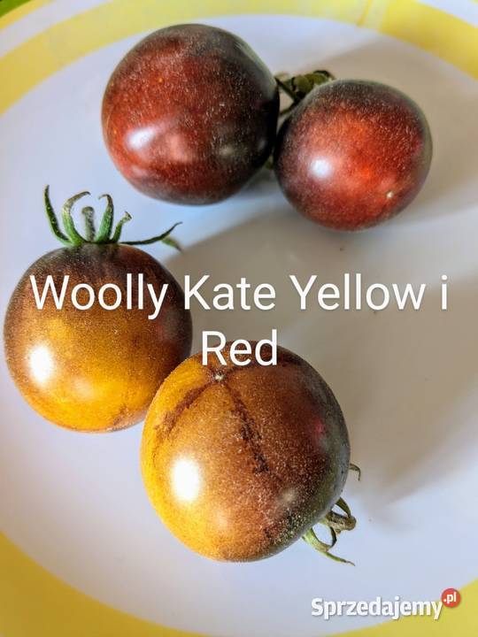 70 Pomidor niski Woolly Kate nasiona kolekcja
