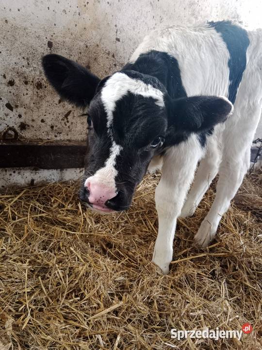 Cielak Byczek GOSPODARZA Jabłonowo Pomorskie