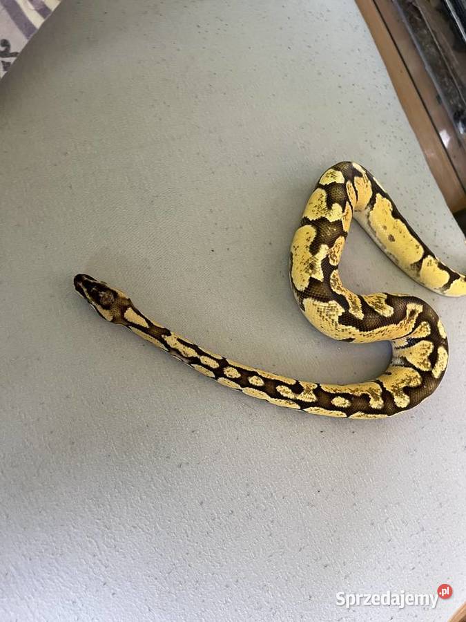 Pyton królewski młody samiec Grodzisk Mazowiecki
