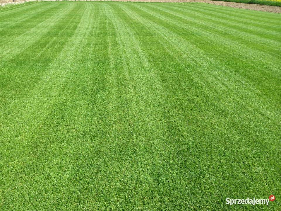 Trawnik z rolki producenta rolka trawa Biłgoraj