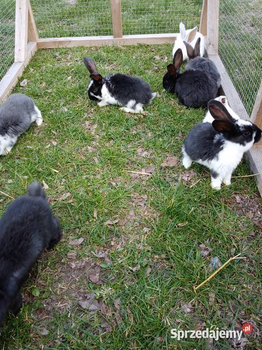 Króliki Kiełczewice Maryjskie